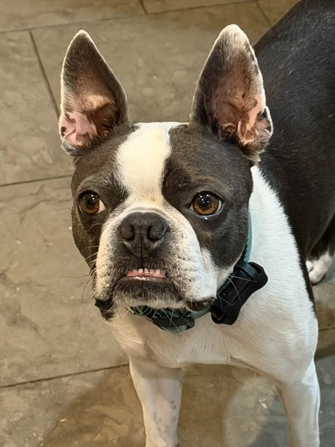 A Boston terrier looking up attentively