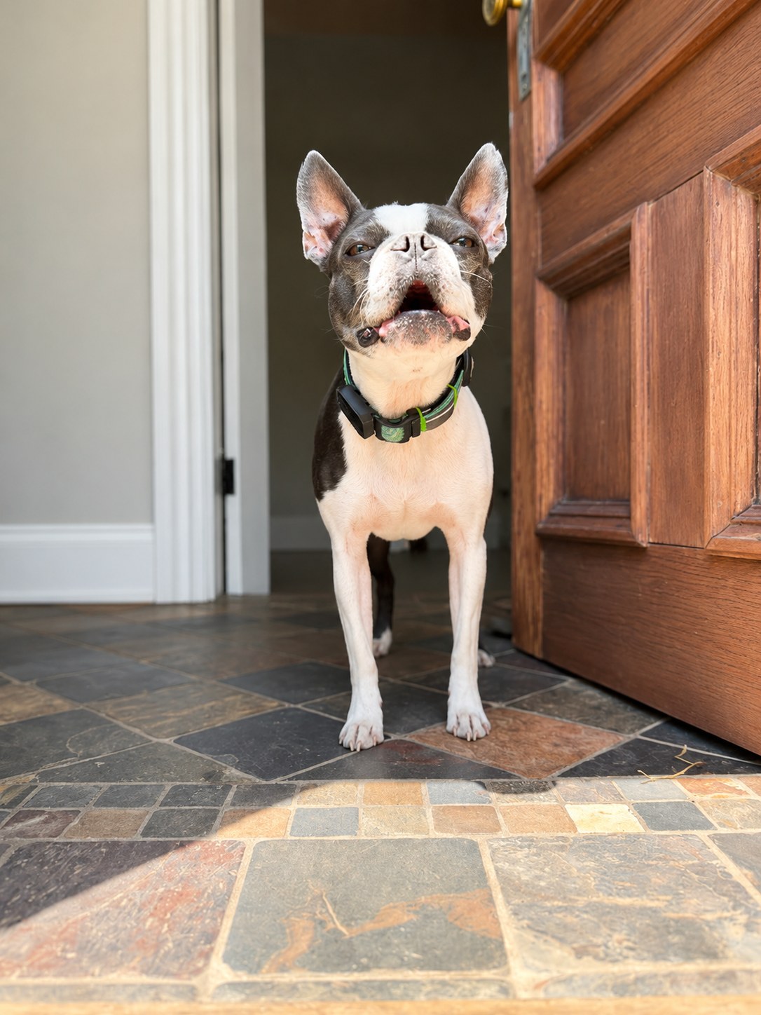 A Boston terrier standing alert in an open doorway