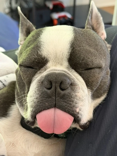 A relaxed dog resting with its eyes closed