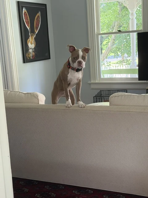 A dog watching attentively from behind a sofa